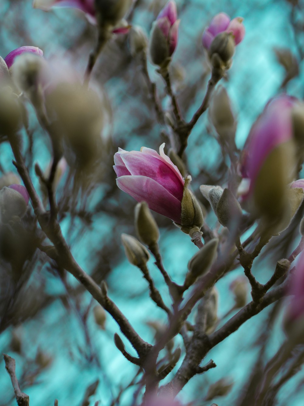 shallow focus photography of pink flowers