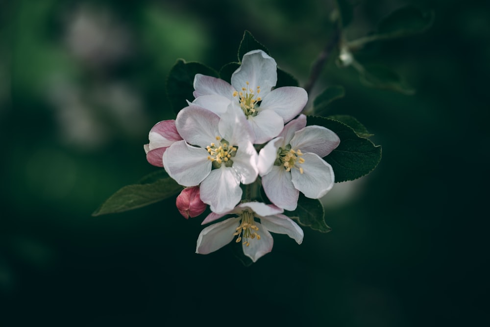 white flowers with pink buds