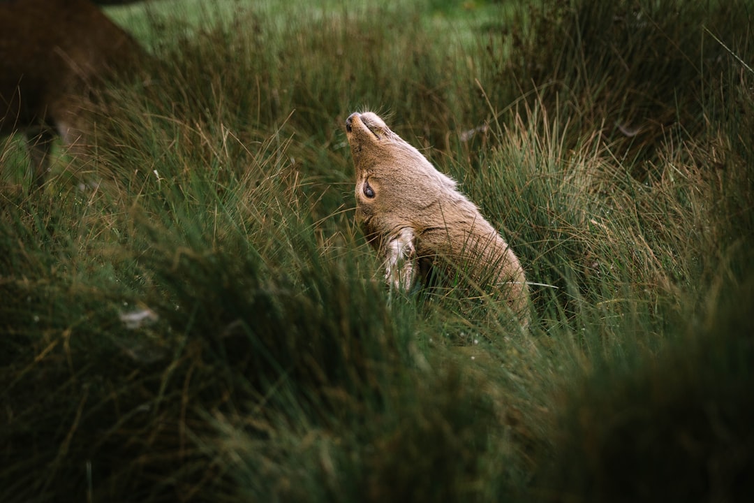 brown animal on grass field