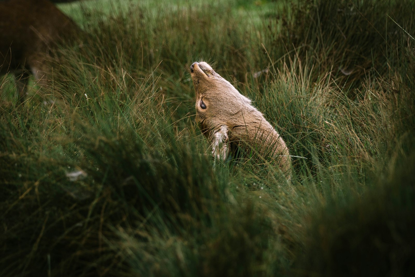 Canon EF 70-200mm F2.8L IS II USM sample photo. Brown animal on grass photography