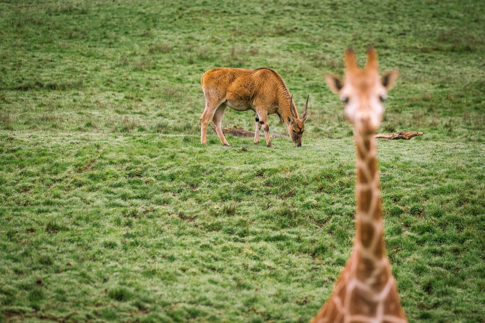 Giraffa sul campo di erba verde