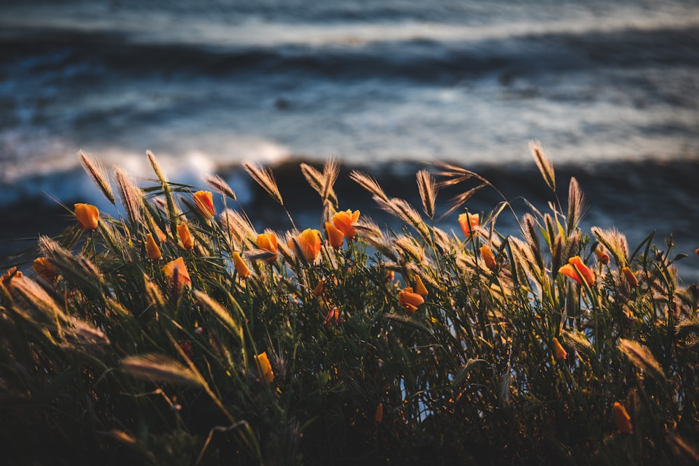 a bunch of flowers that are by the water