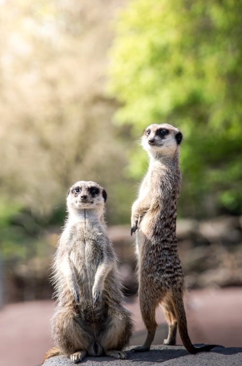 Two meerkats standing at the alert. Photo by Lachlan Gowen on Unsplash