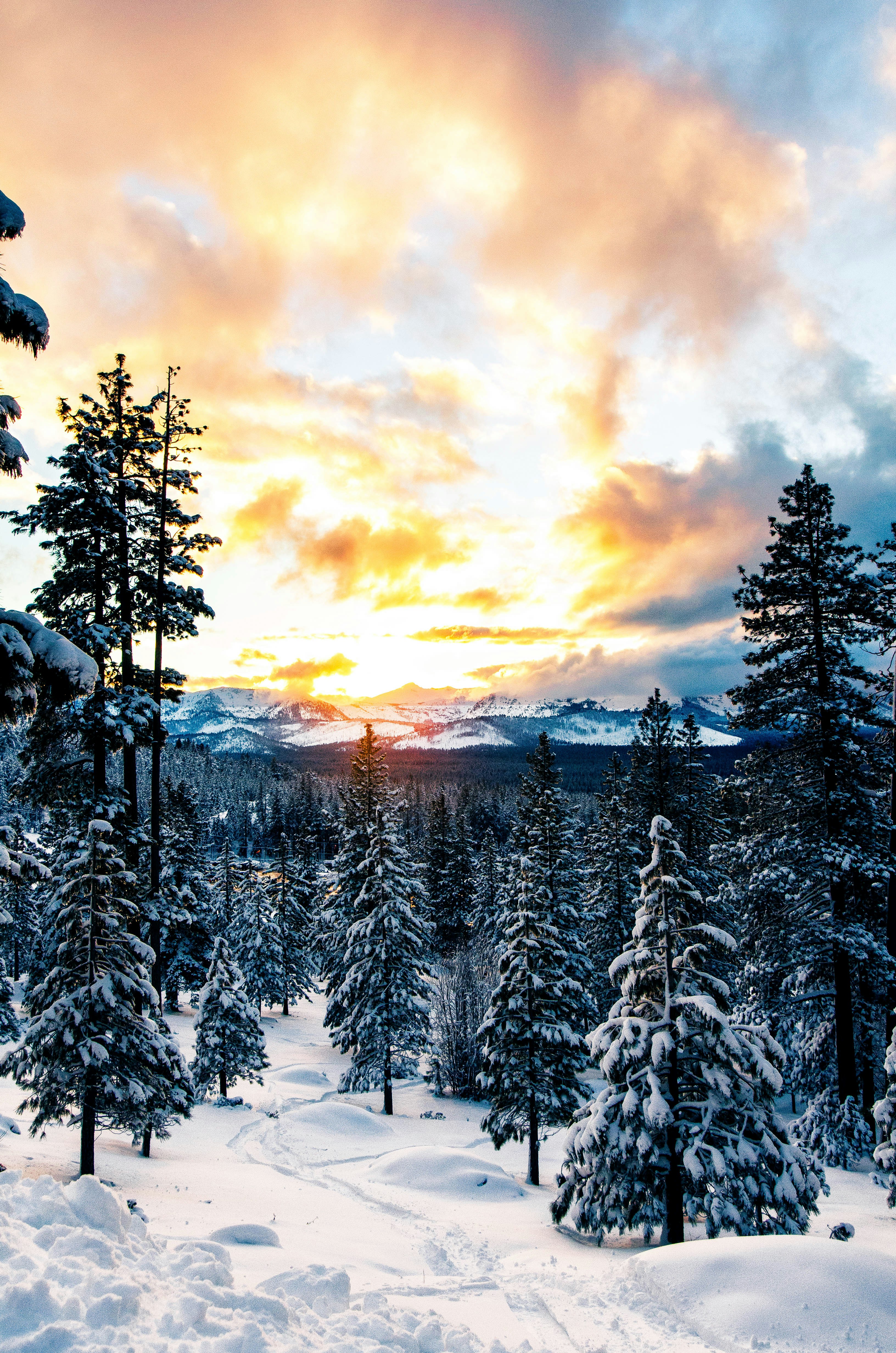 pinheiros em Lake Tahoe, um dos melhores destinos para quem ama neve nos estados unidos