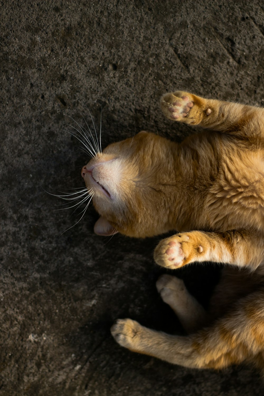 orange tabby cat lying on black textile