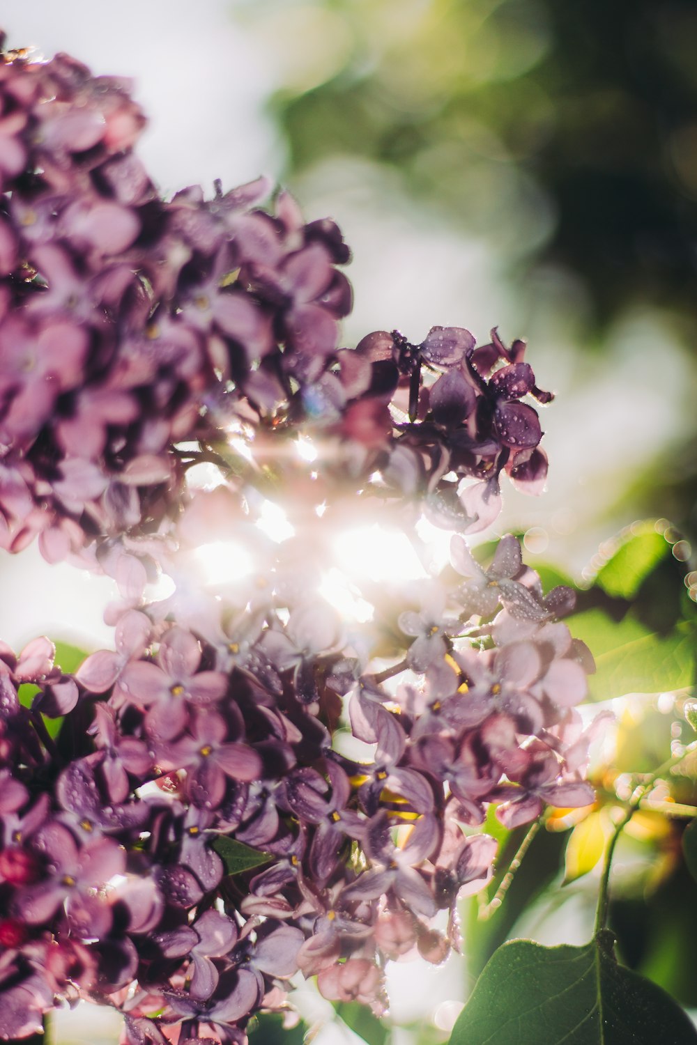 selective focus photography of purple petaled flower