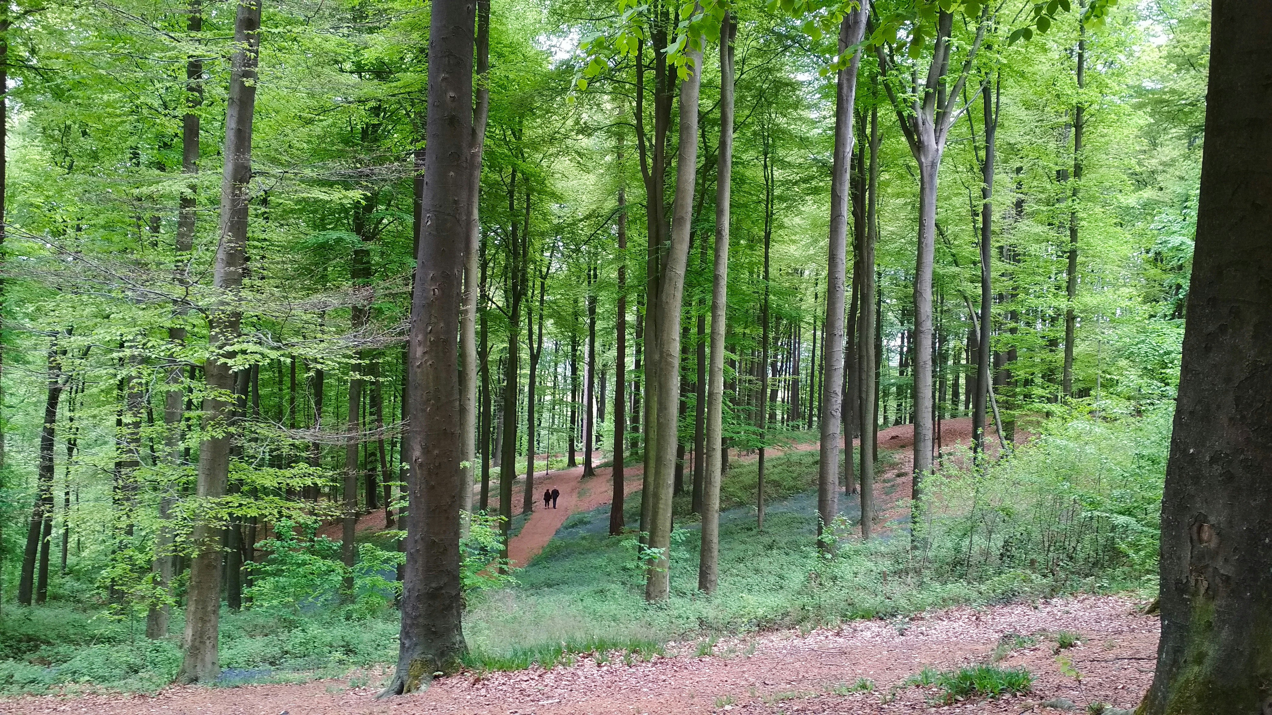 Into the woods