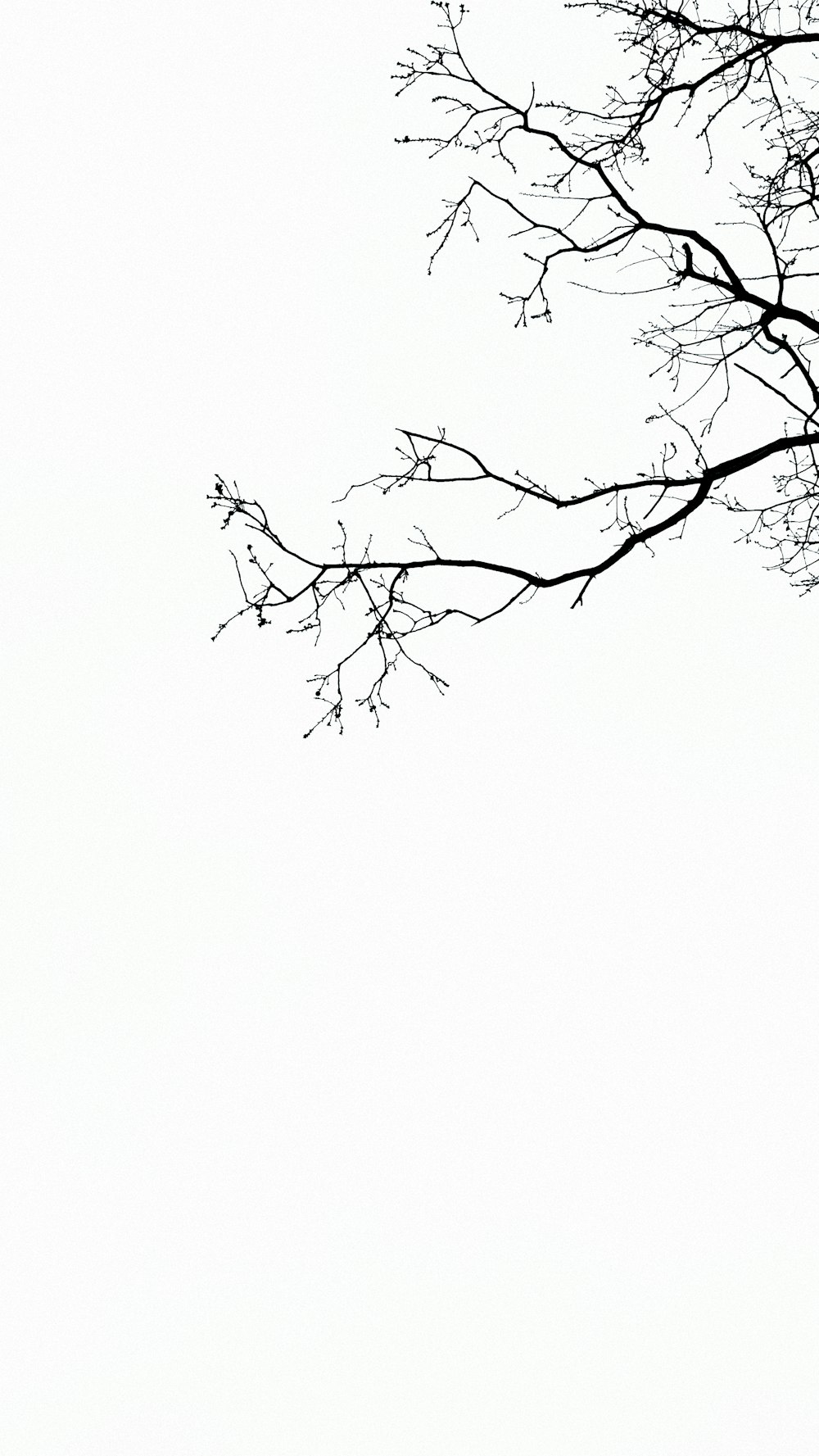 Fotografía de ramas de árboles