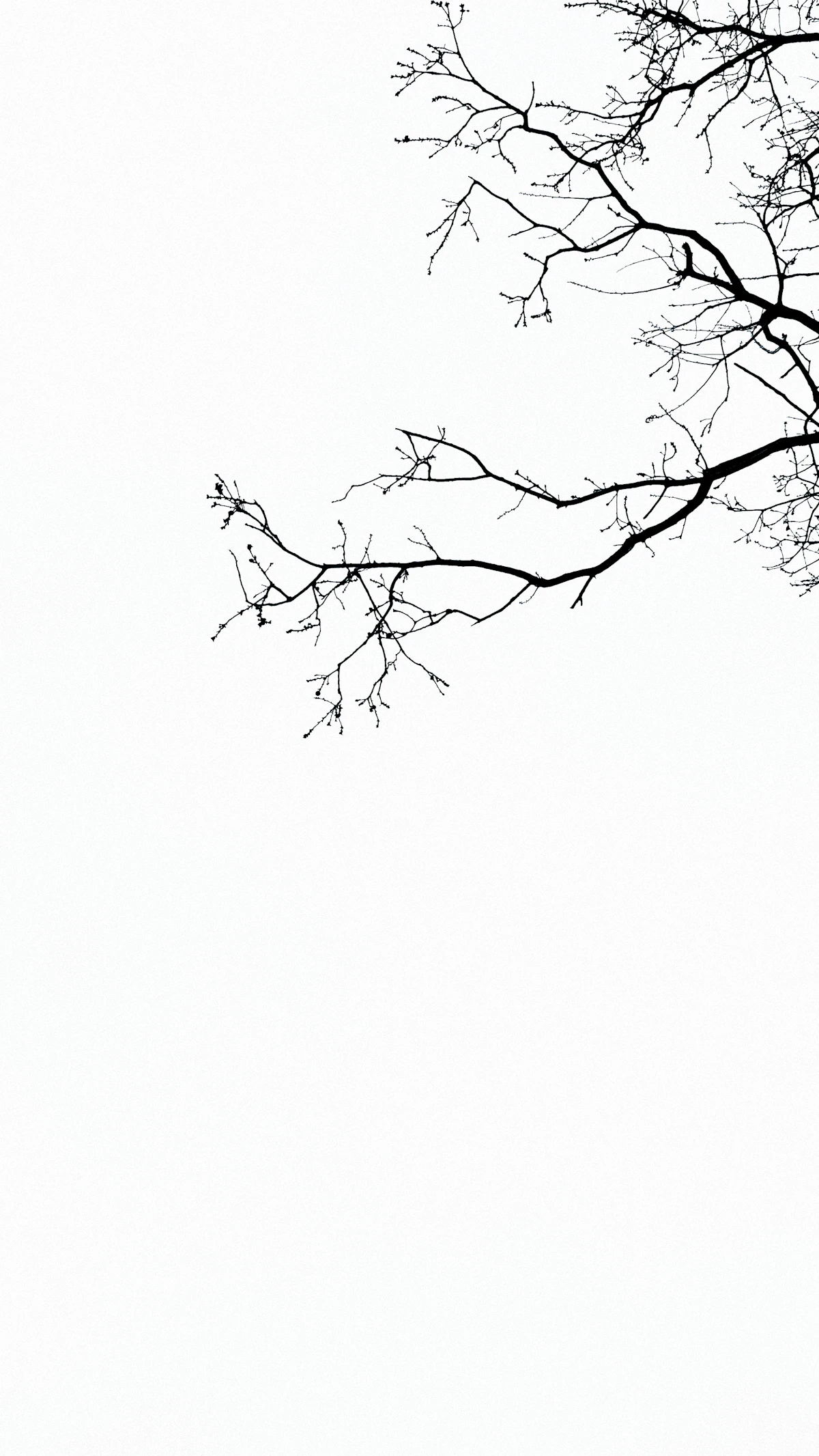 How to Actually See a Recursive Function's Call Tree