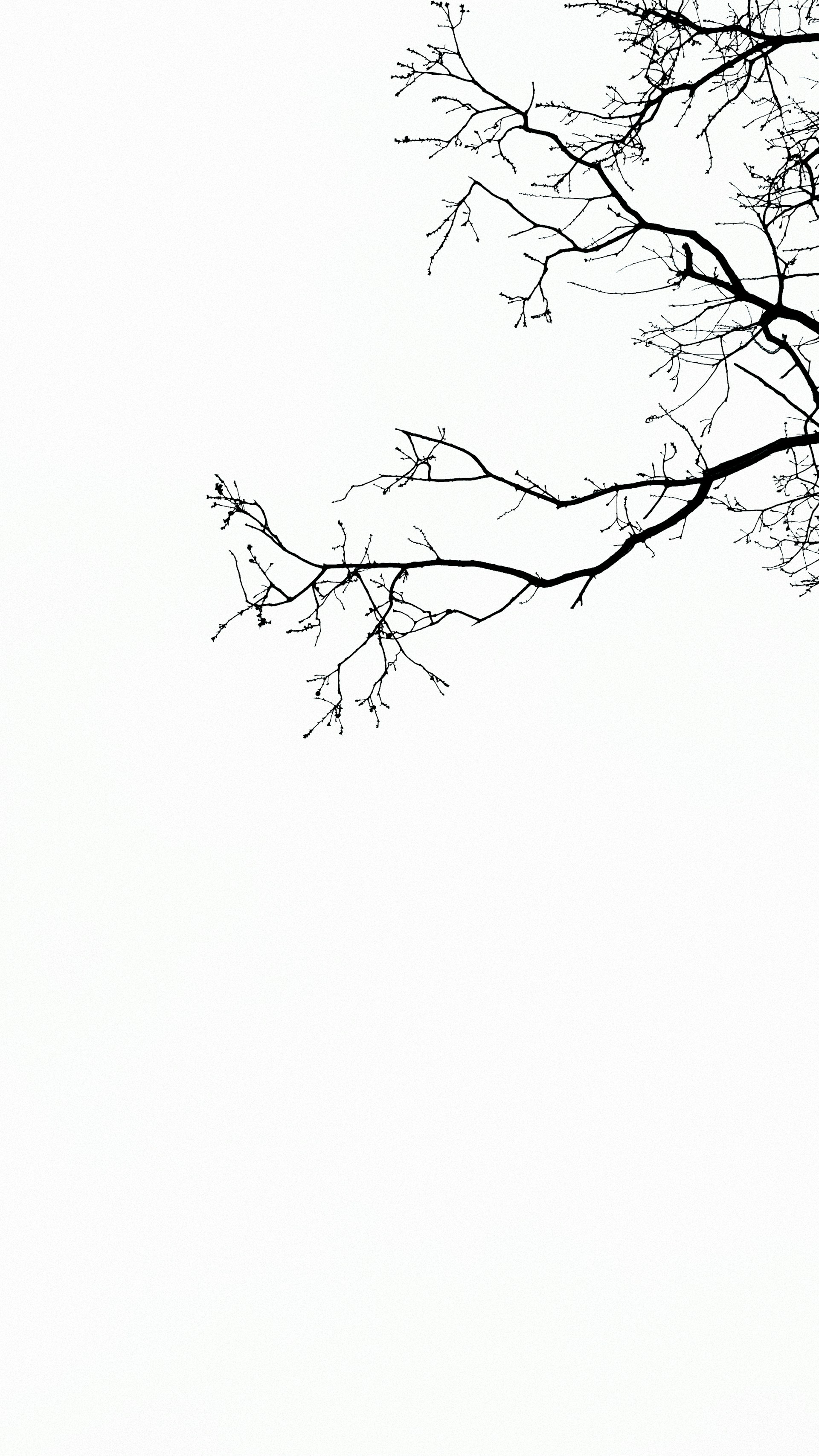 photography of tree branches