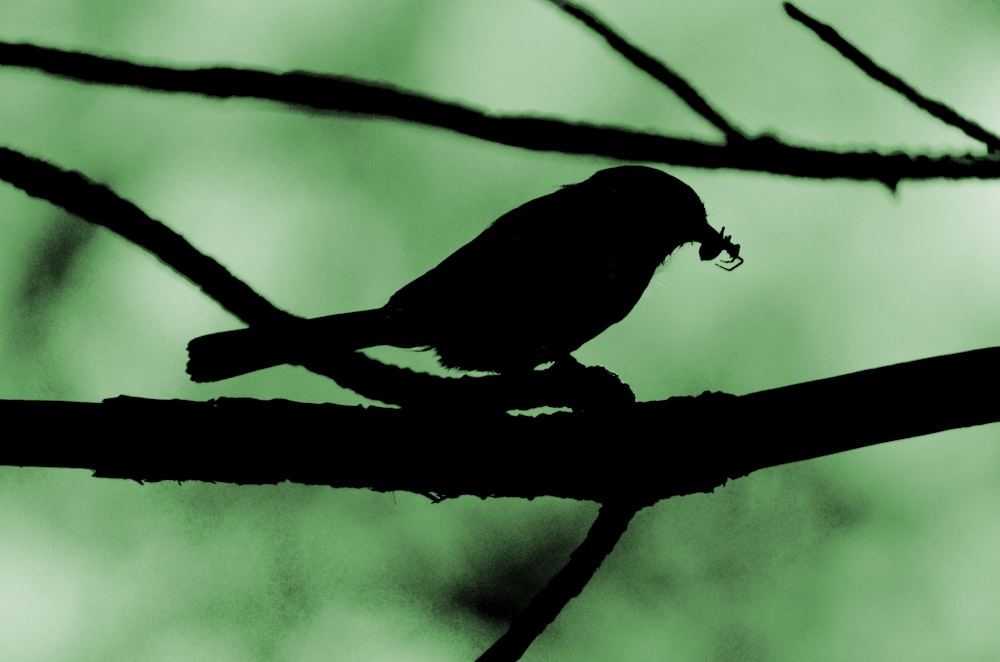 silhouette of bird on tree branch