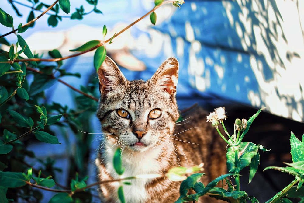 緑の葉の植物のそばに立っている茶色のぶち猫