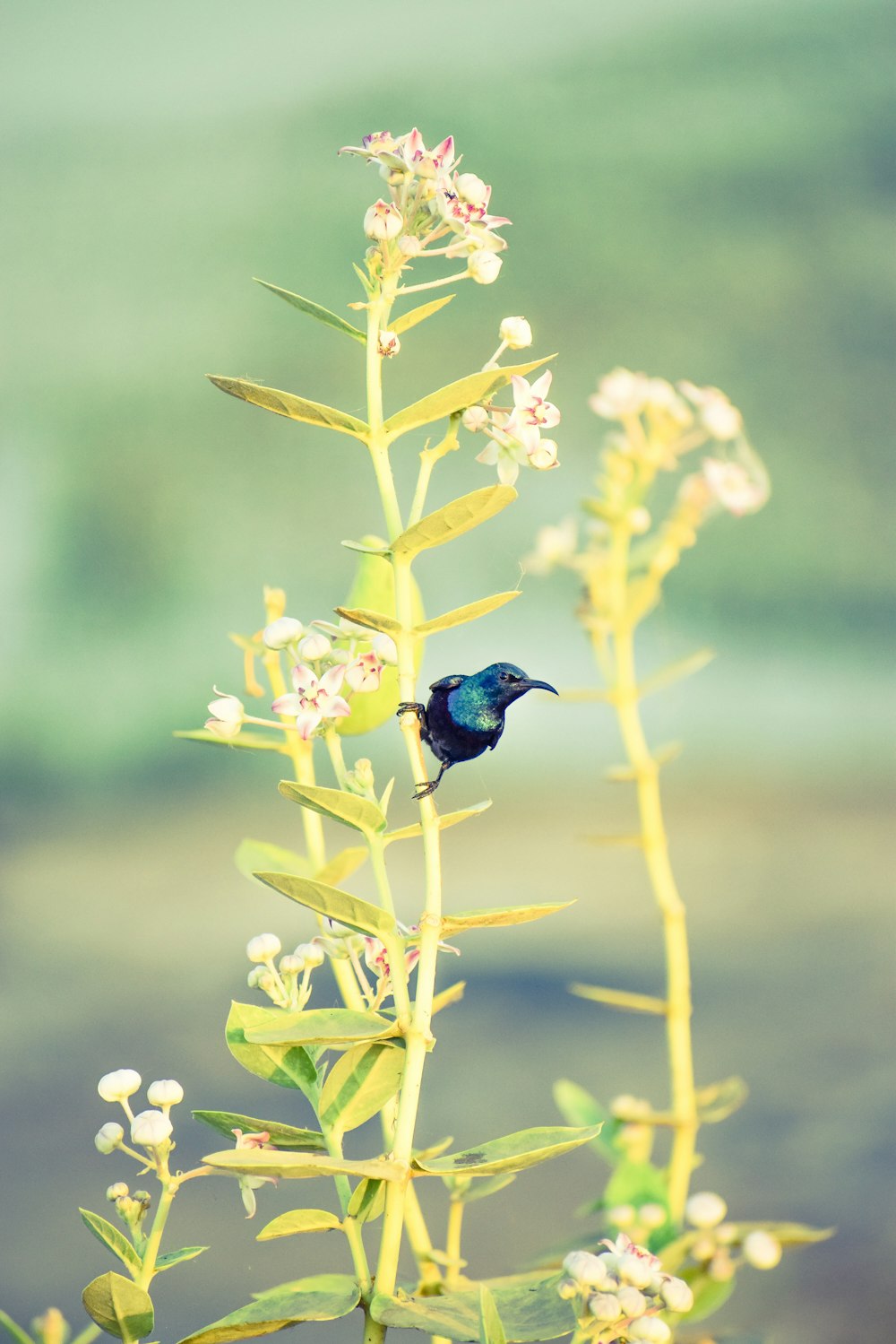 selective focus photography of hummingbird on white and red petaled flower