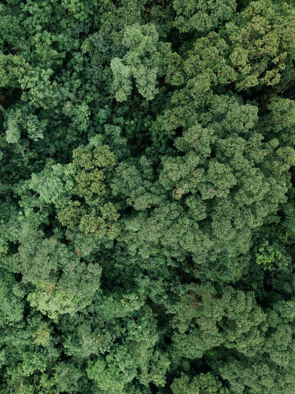 aerial photography of green forest