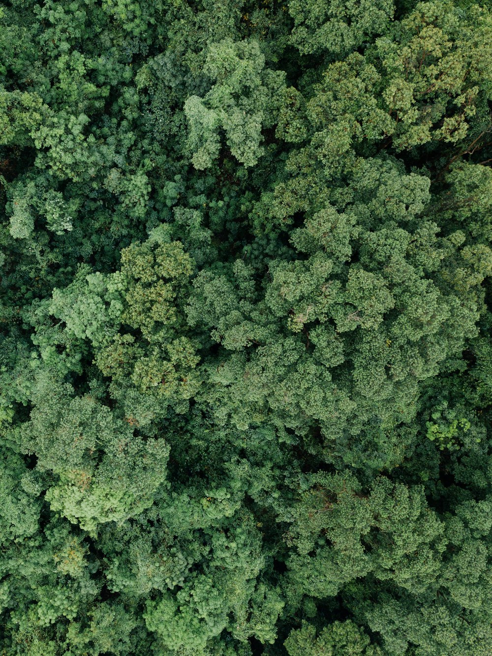 緑の森の航空写真