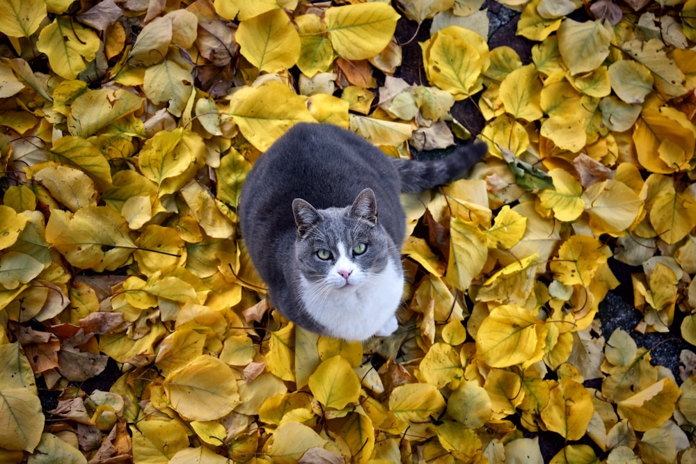 갈색 마른 나뭇잎에 서 있는 고양이