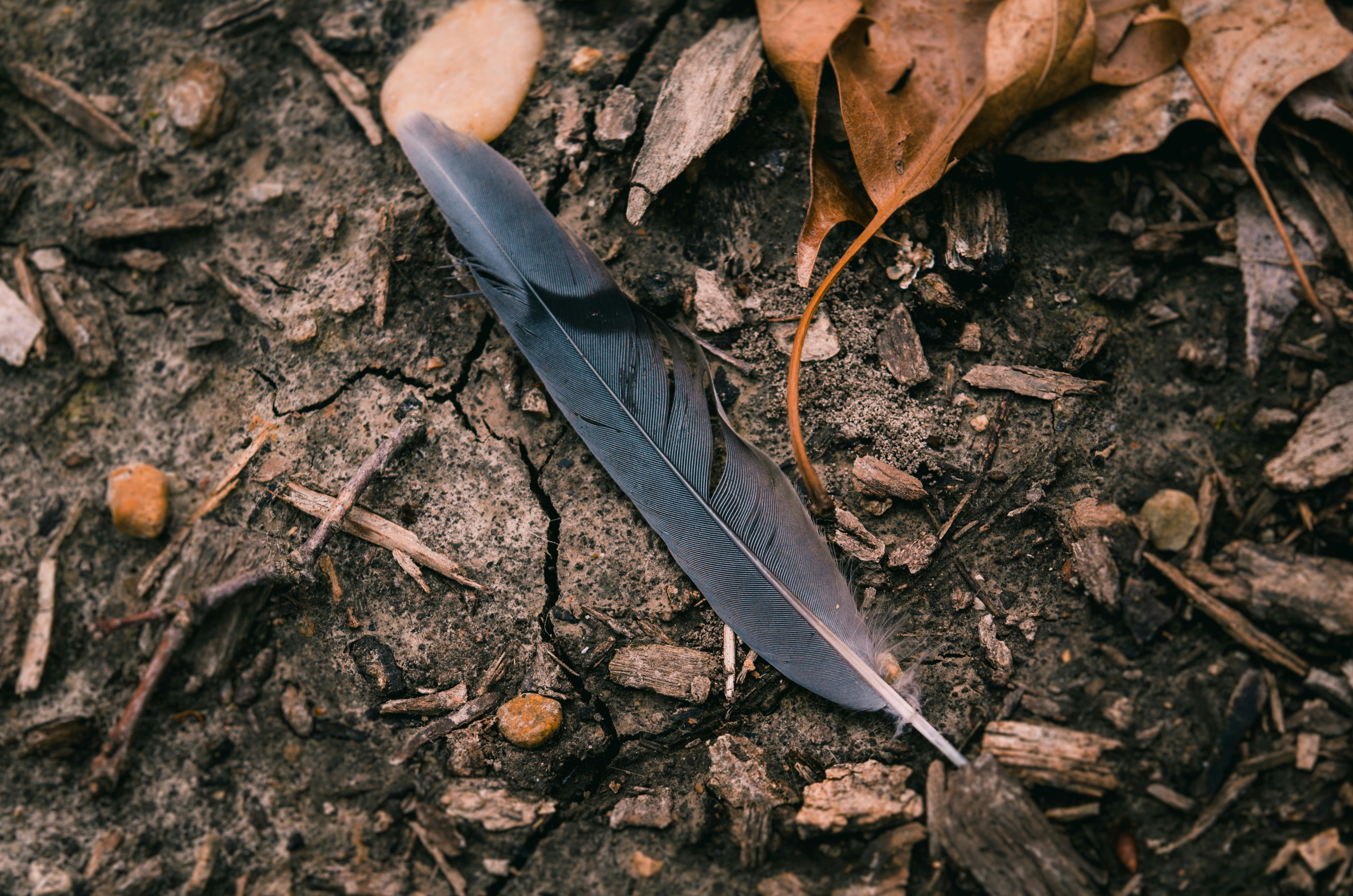 black feather on the ground