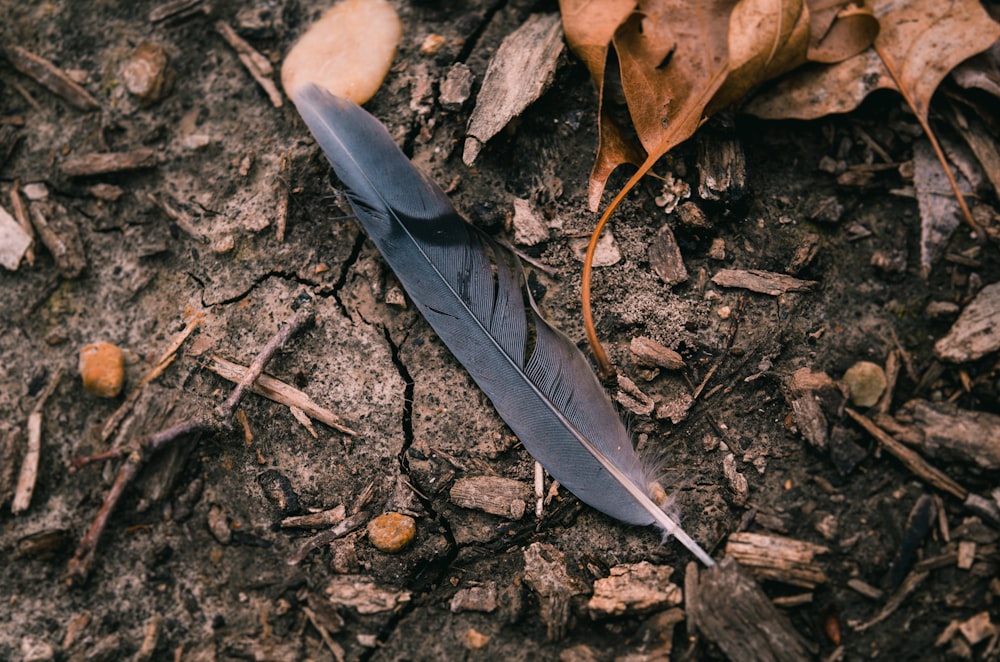 black feather on the ground