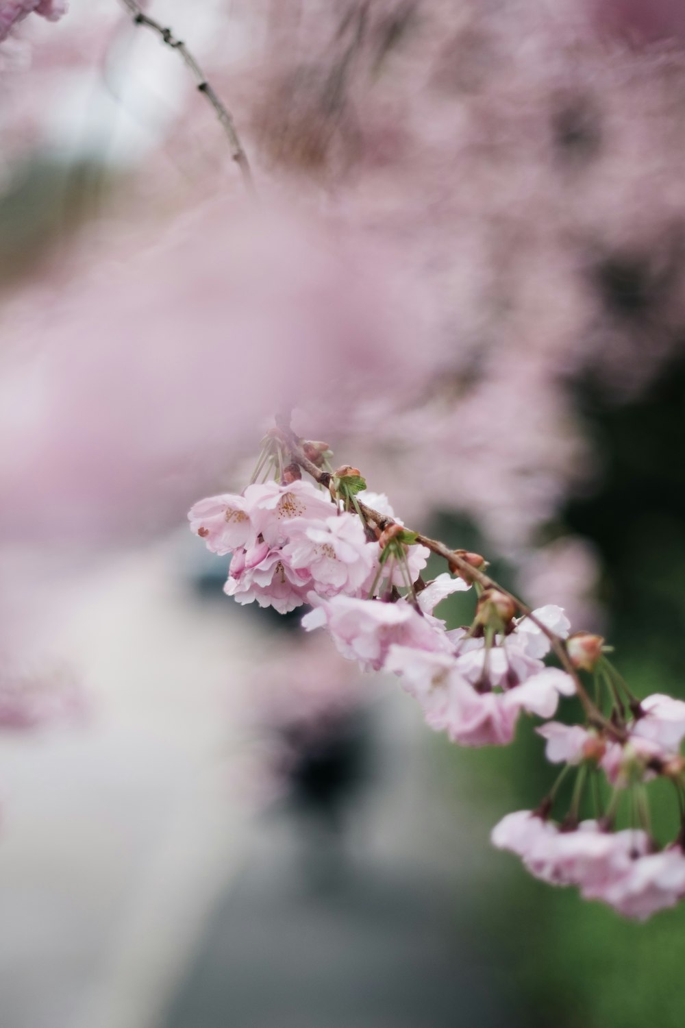 shallow focus photography of pink flower