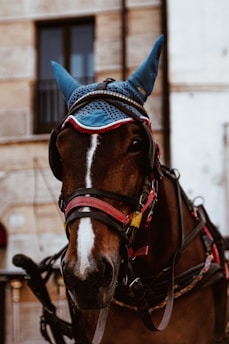 A horse wearing a blue ear bonnet and bridle, standing against a backdrop of a stone building with rectangular windows.