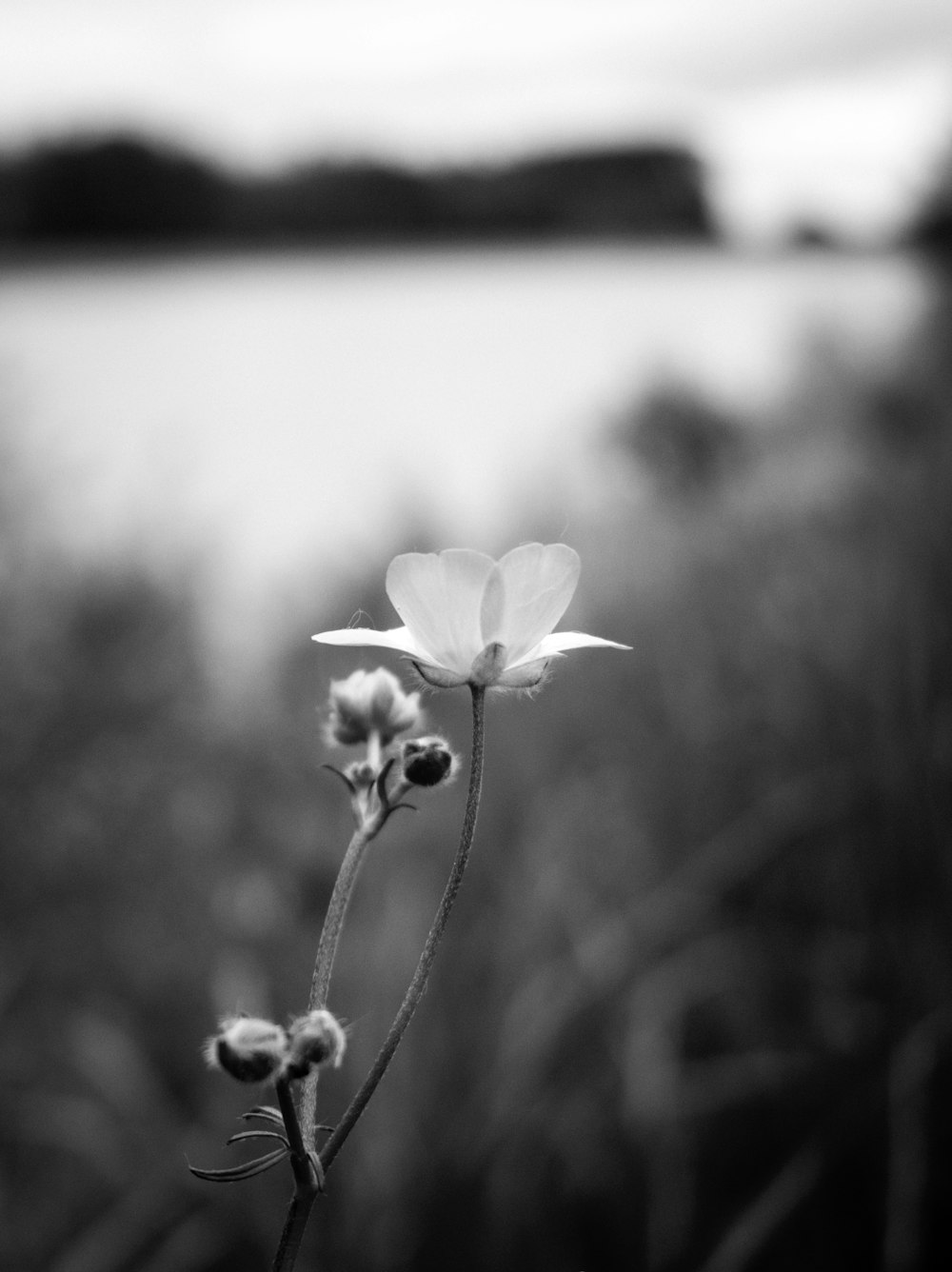 grayscale photography of flower