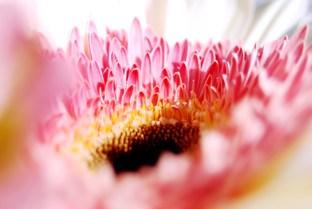 Fotografía macro de flor de pétalo rosa