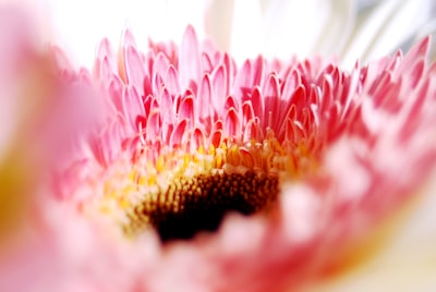 macro photography of pink petal flower macro teams background