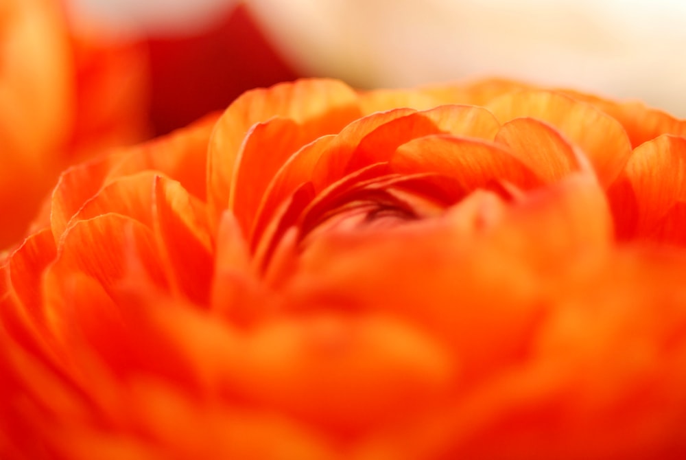 오렌지 꽃의 근접 촬영 사진