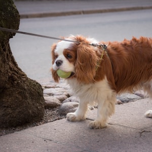 brown and white long coat small dog