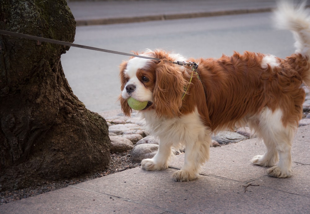 brown and white long coat small dog