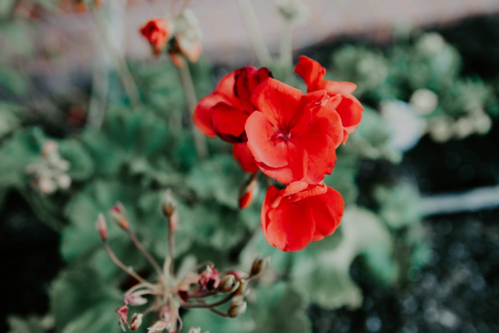 red petaled flower