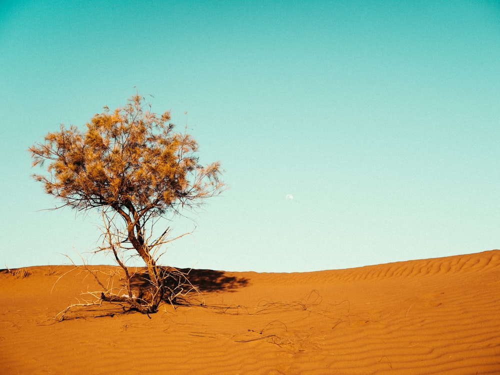 나무가 있는 광활한 사막