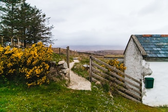 white house beside fence and tree during daytime