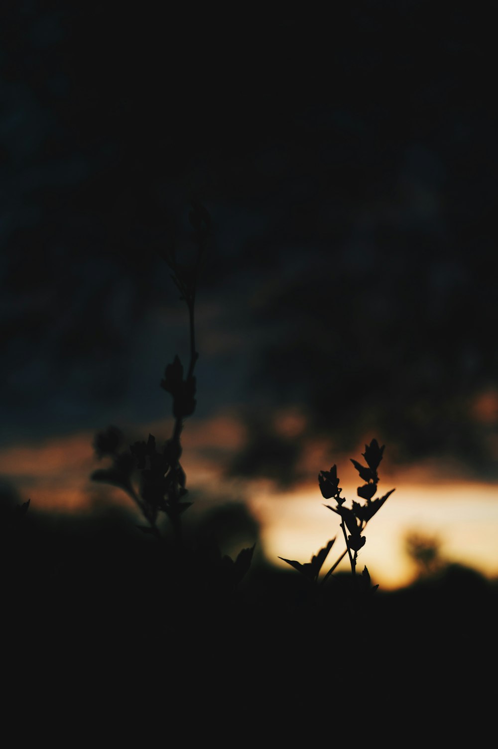 silhouetto of plants