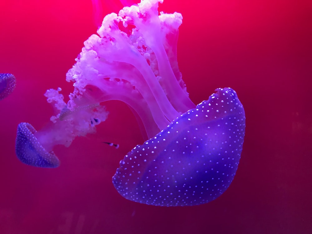 blue and white jellyfish