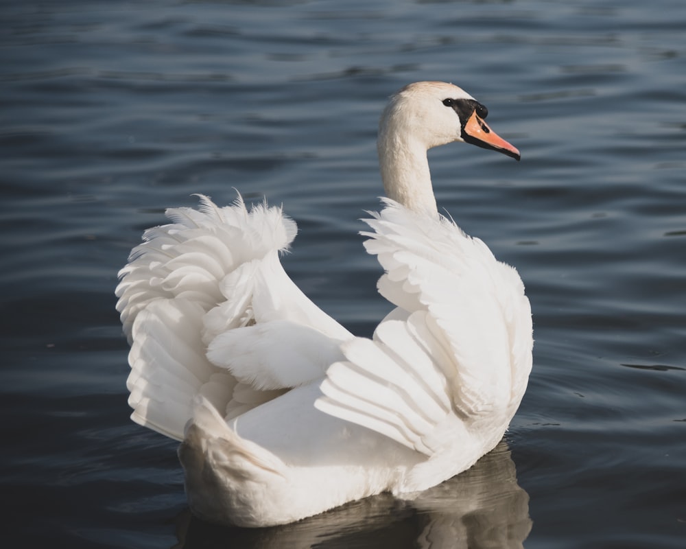 white and black swan swim on water