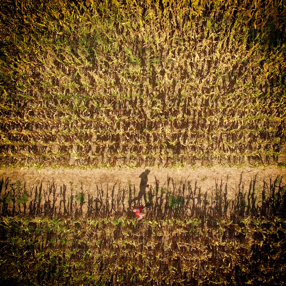 top view of person running on green grass field