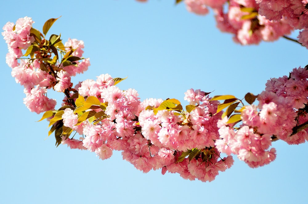 cherry blossom tree