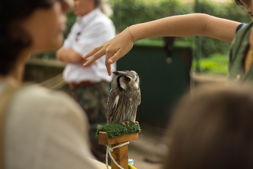 灰色のフクロウに触れようとしている女性