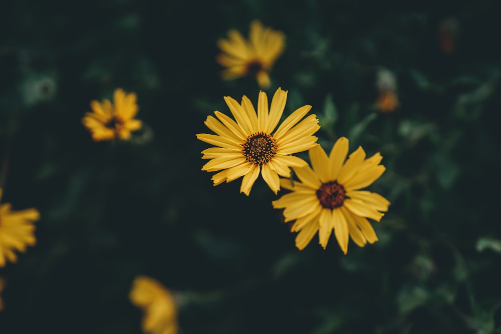 a group of yellow flowers in a field