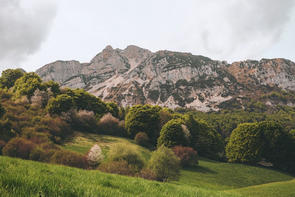 trees and mountain