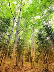 L’importanza degli Alberi per il Benessere dell’Essere Umano