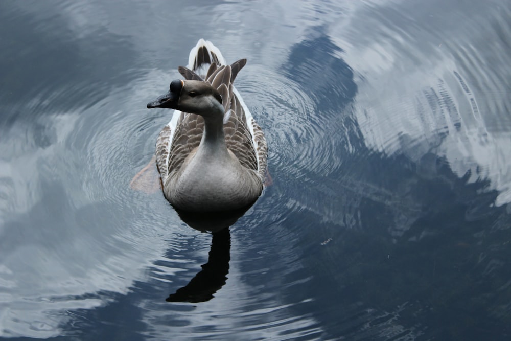 Pato marrom nadando no corpo da água