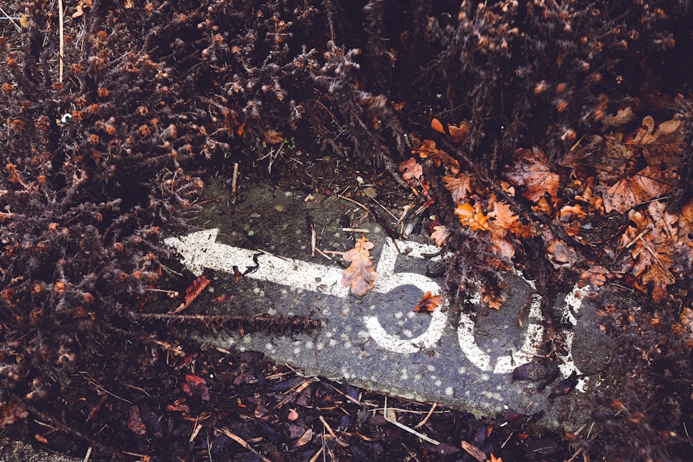 a close up of a street sign surrounded by leaves