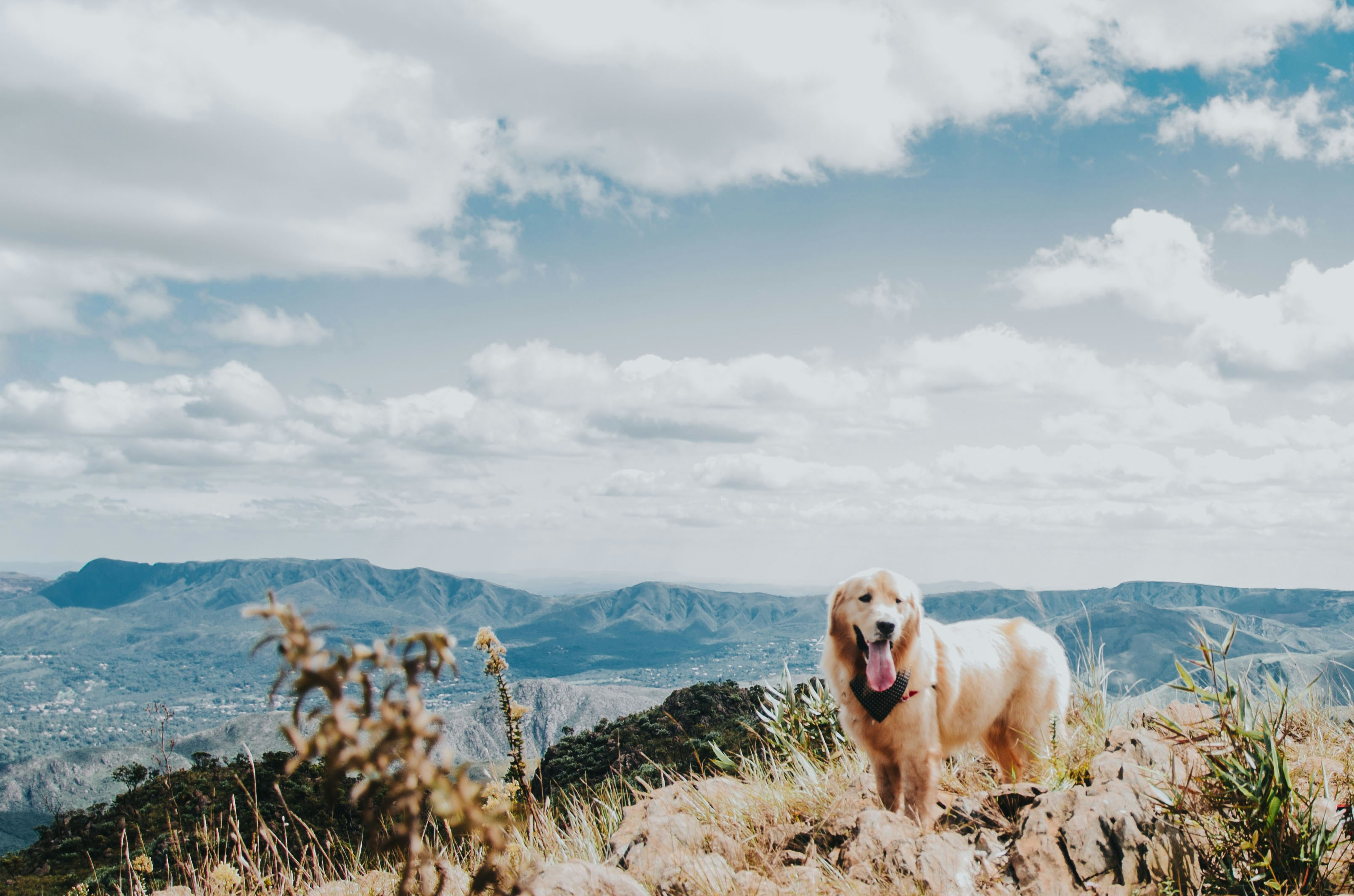 dog on mountain
