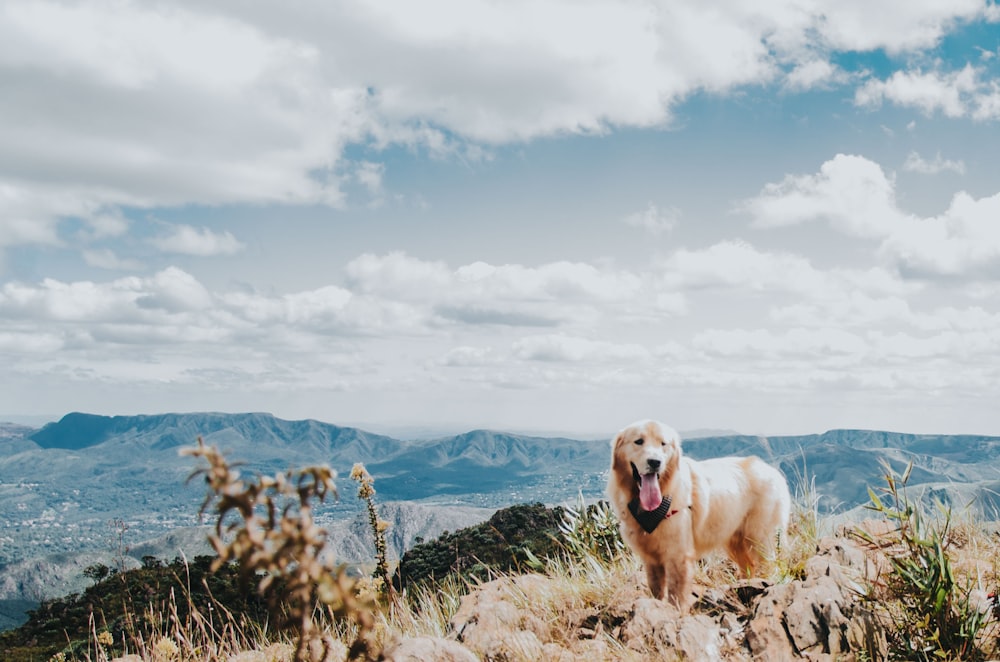 dog on mountain peak at daytime