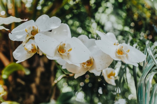A cluster of white orchids with delicate petals and yellow centers surrounded by lush green foliage in a natural setting.
