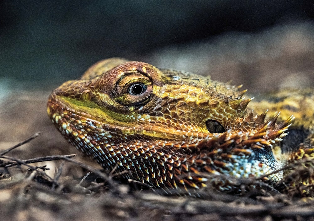 closeup view of bearded dragon