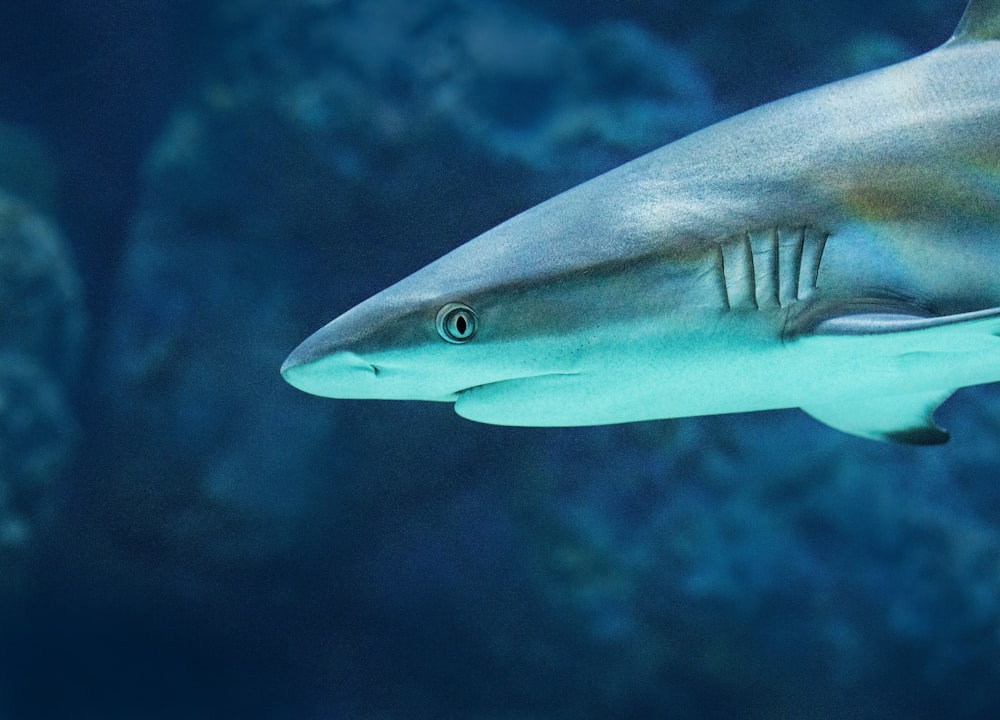gray shark selective focus photography