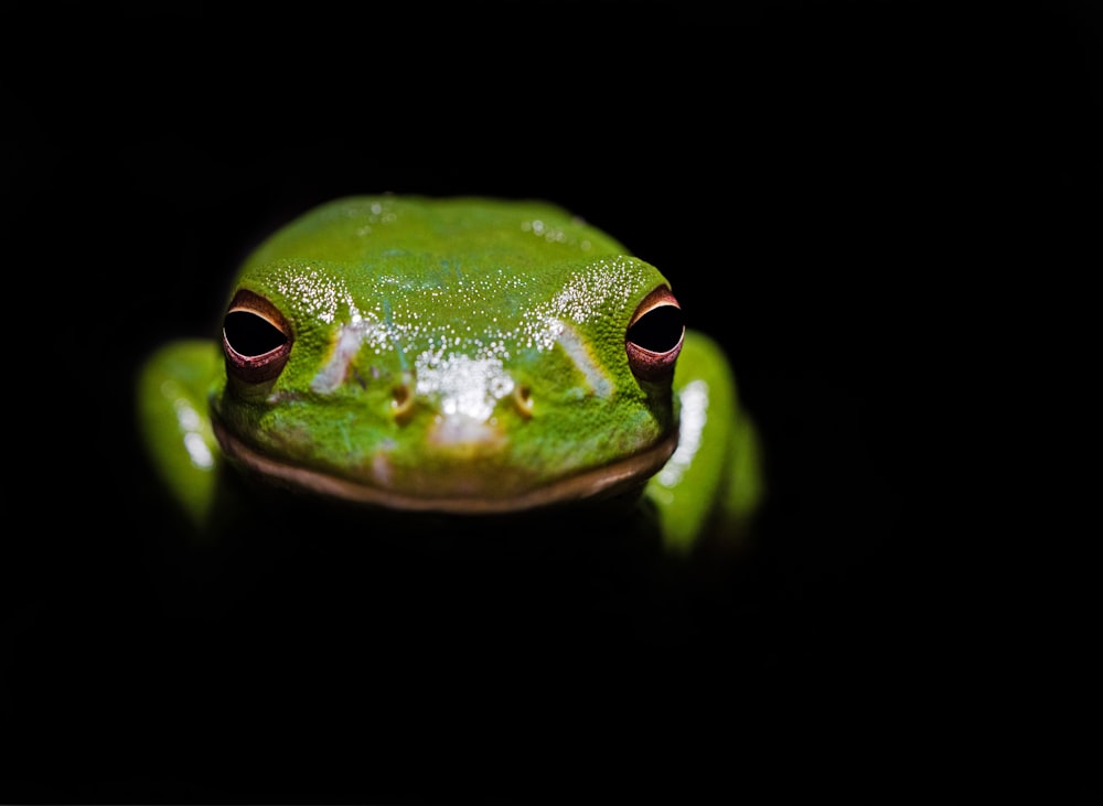 Grüner Frosch im Dunkeln
